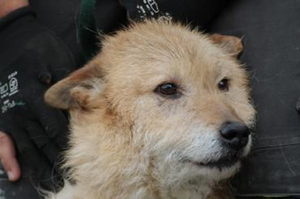 Lemon - zutraulich u. aufgeweckt