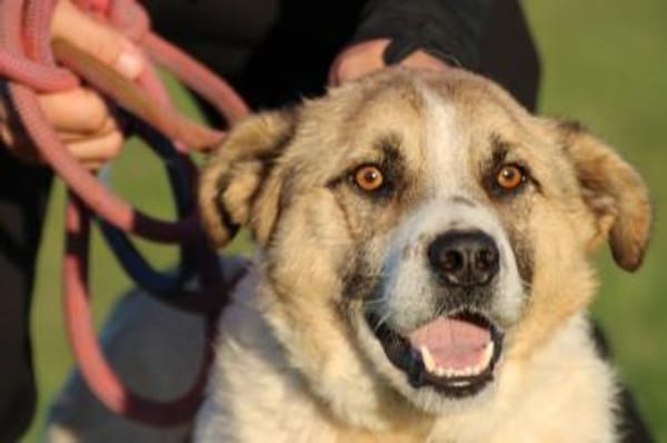 Grisu - wunderbarer Familienhund