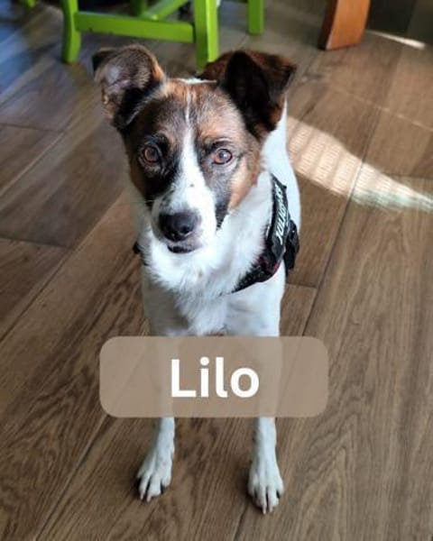 LILO, m., kastr., Mischling, ca. 40 cm