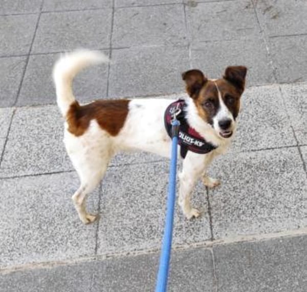 LILO, m., kastr., Mischling, ca. 40 cm