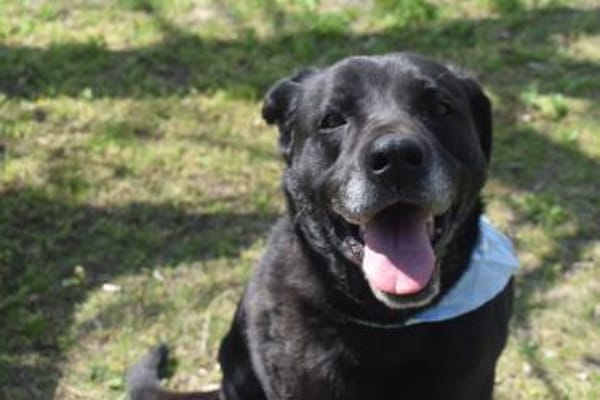 Bambi, dominante Hündin sucht Zuhause