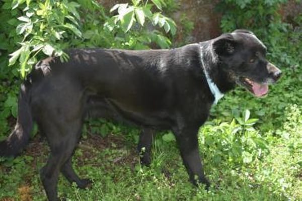 Bambi, dominante Hündin sucht Zuhause