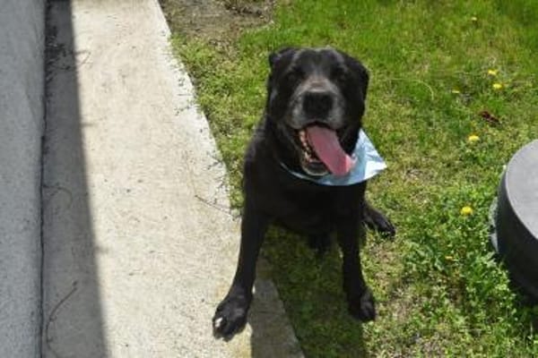 Bambi, dominante Hündin sucht Zuhause