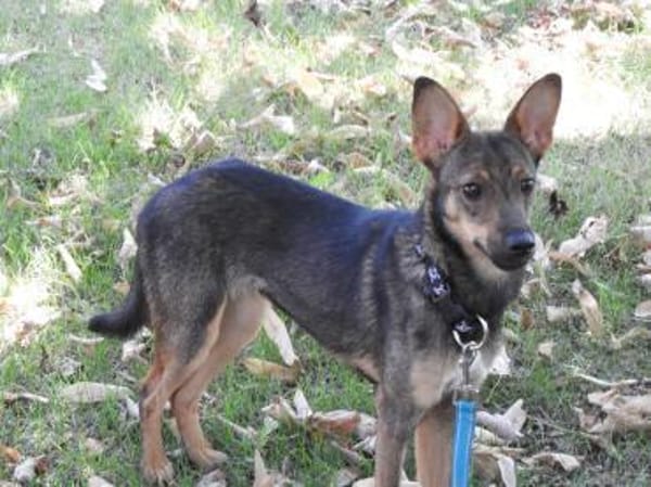 Piccolina, liebe Hündin sucht  Familie