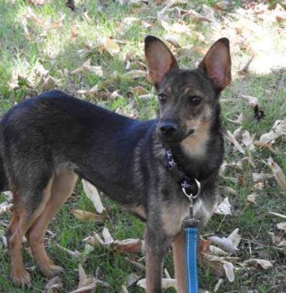 Piccolina, liebe Hündin sucht  Familie