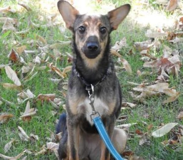 Piccolina, liebe Hündin sucht  Familie