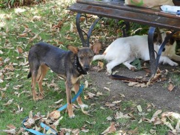 Piccolina, liebe Hündin sucht  Familie