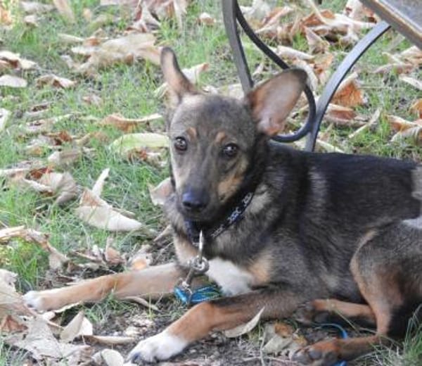 Piccolina, liebe Hündin sucht  Familie