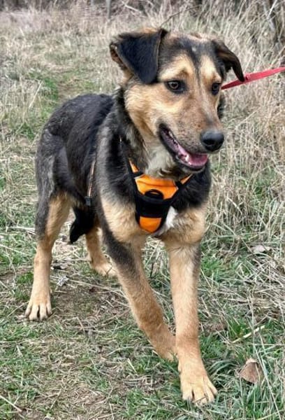 Lexi, lieber Welpe sucht neue Familie