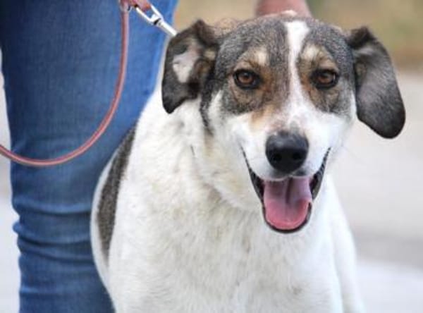 Elric ist ein wunderbarer, offener Hund!