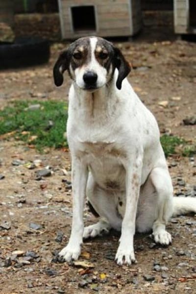 Elric ist ein wunderbarer, offener Hund!