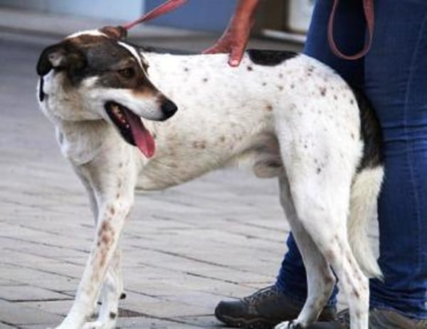 Elric ist ein wunderbarer, offener Hund!