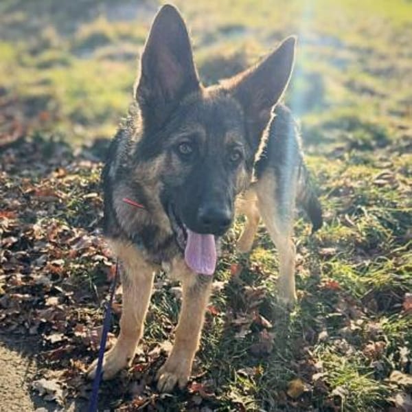 Aila - ist unerfahren