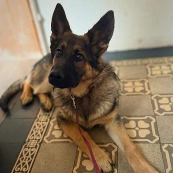 Aila - ist unerfahren