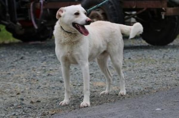 Siriu - zutraulich u. aufgeweckt