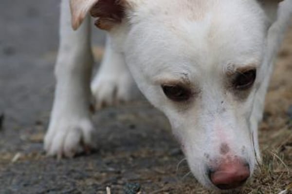 Siriu - zutraulich u. aufgeweckt