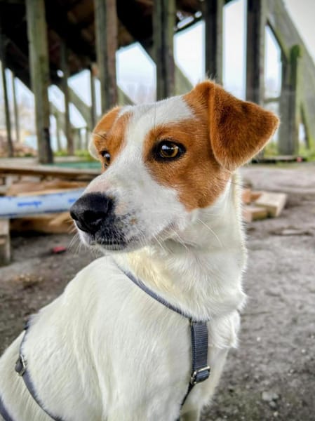 Saja wartet ab Januar in Hannover!