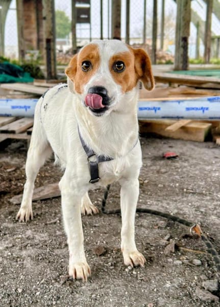Saja wartet ab Januar in Hannover!
