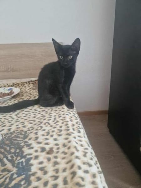 Dali, kleine schwarze Schönheit sucht ..