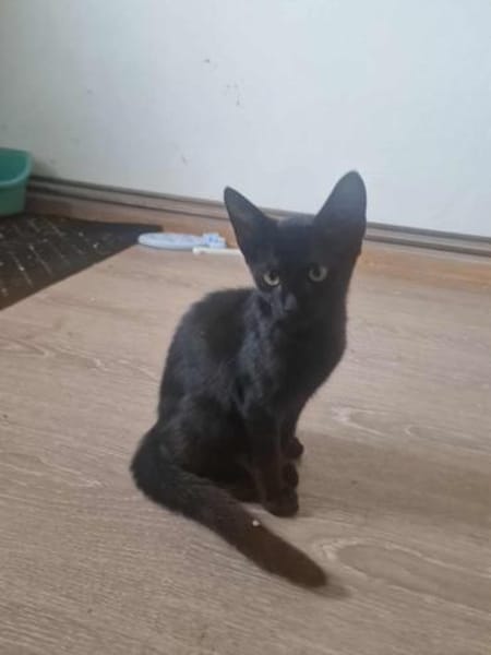 Dali, kleine schwarze Schönheit sucht ..