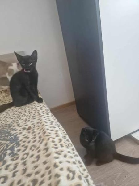 Dali, kleine schwarze Schönheit sucht ..