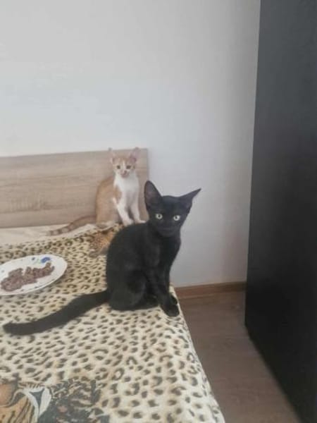 Dali, kleine schwarze Schönheit sucht ..