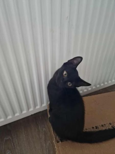 Dali, kleine schwarze Schönheit sucht ..