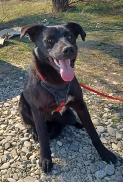 Luna, verspieltes Hundemädchen sucht Zuh