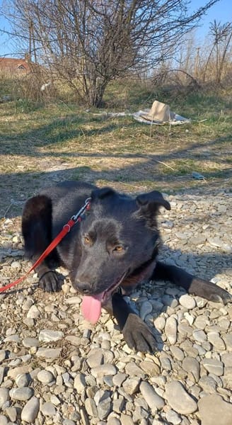 Luna, verspieltes Hundemädchen sucht Zuh