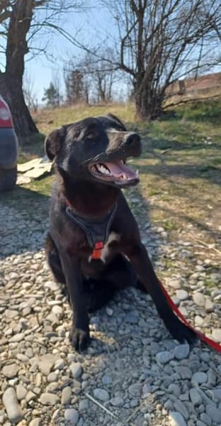 Luna, verspieltes Hundemädchen sucht Zuh