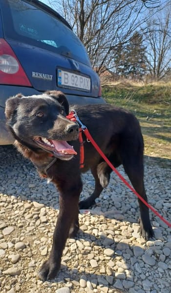 Luna, verspieltes Hundemädchen sucht Zuh