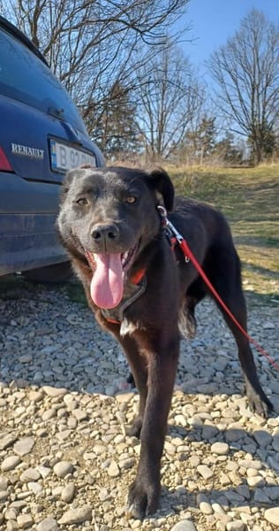 Luna, verspieltes Hundemädchen sucht Zuh