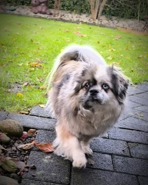 Dundee in 59329 Wadersloh