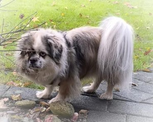 Dundee in 59329 Wadersloh