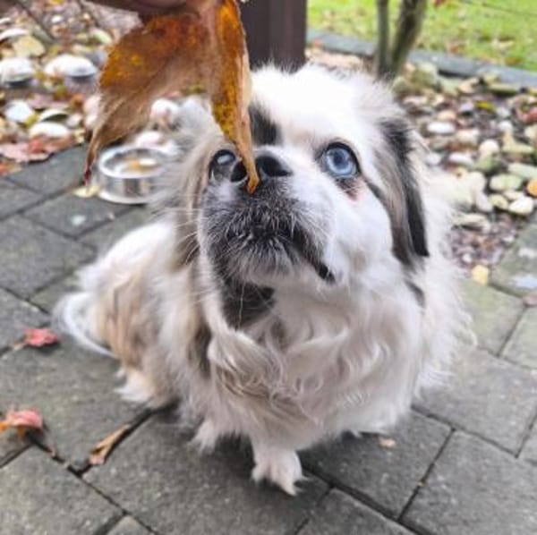 Dundee in 59329 Wadersloh