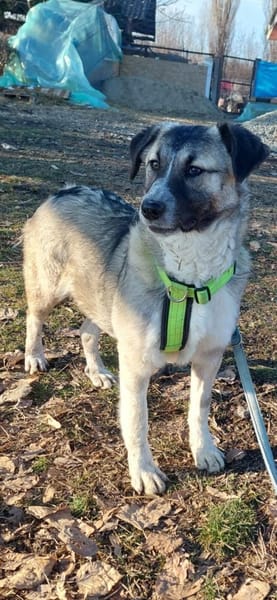 Misty, lieber,offener Welpe sucht Zuhaus