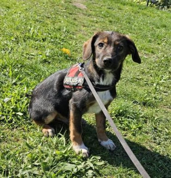 Codin, verspielter Welpe sucht Zuhause