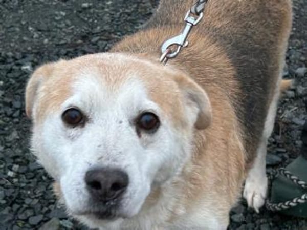 Raban - sehr lieb u. verschmust