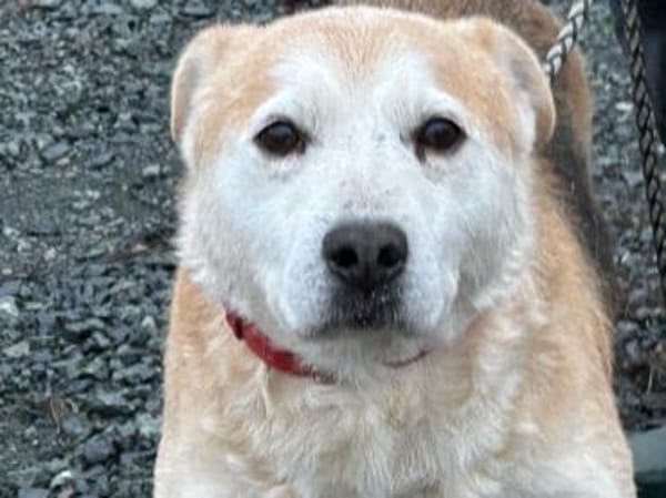 Raban - sehr lieb u. verschmust