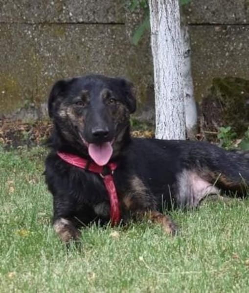 Lucie, Welpenhündin sucht Zuhause