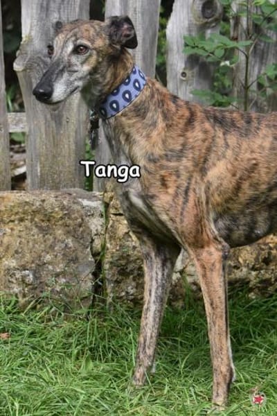 TANGA