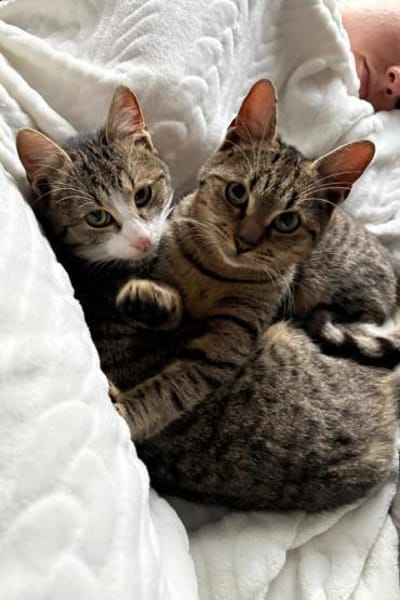 Joey & Olli 💗 warten in 44809 Bochum