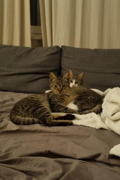 Joey & Olli 💗 warten in 44809 Bochum