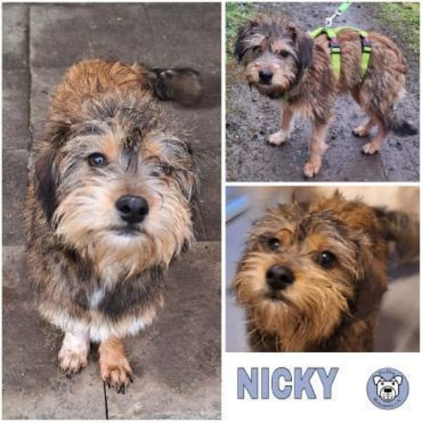 NICKY -Rundum tolles Hundekind-