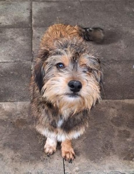 NICKY -Rundum tolles Hundekind-