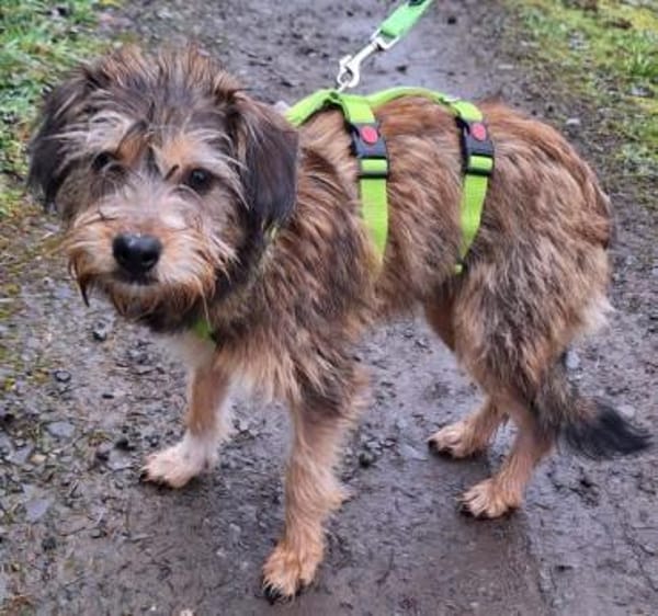 NICKY -Rundum tolles Hundekind-