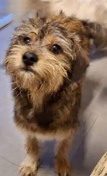 NICKY -Rundum tolles Hundekind-