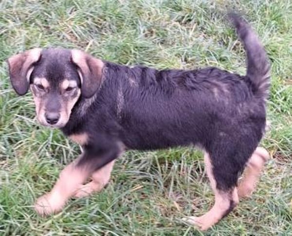 DEMBA -rundum toller Junghund-