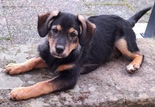 DEMBA -rundum toller Junghund-