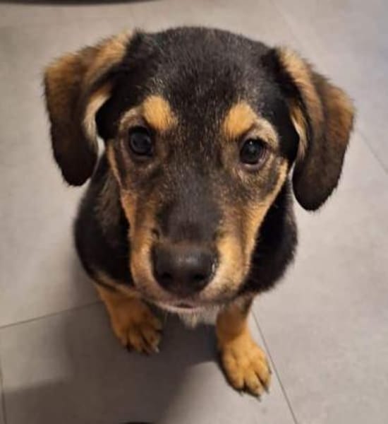 DEMBA -rundum toller Junghund-